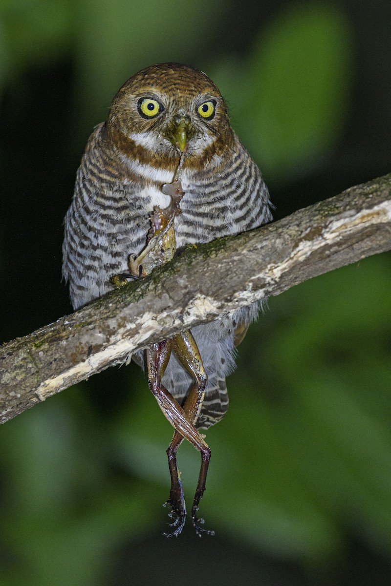 Jungle Owlet - ML638309994