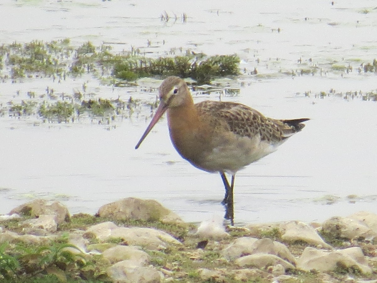 Black-tailed Godwit - ML638309995
