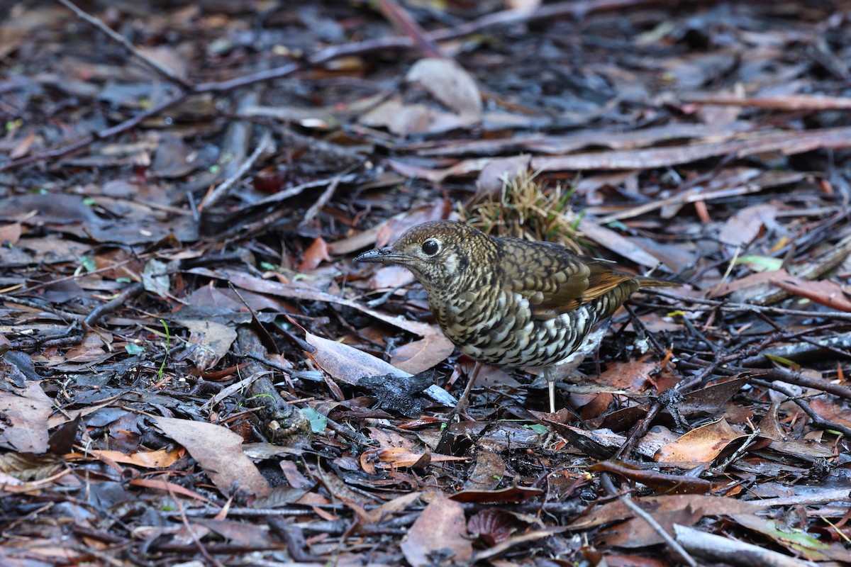 Bassian Thrush - ML638309999