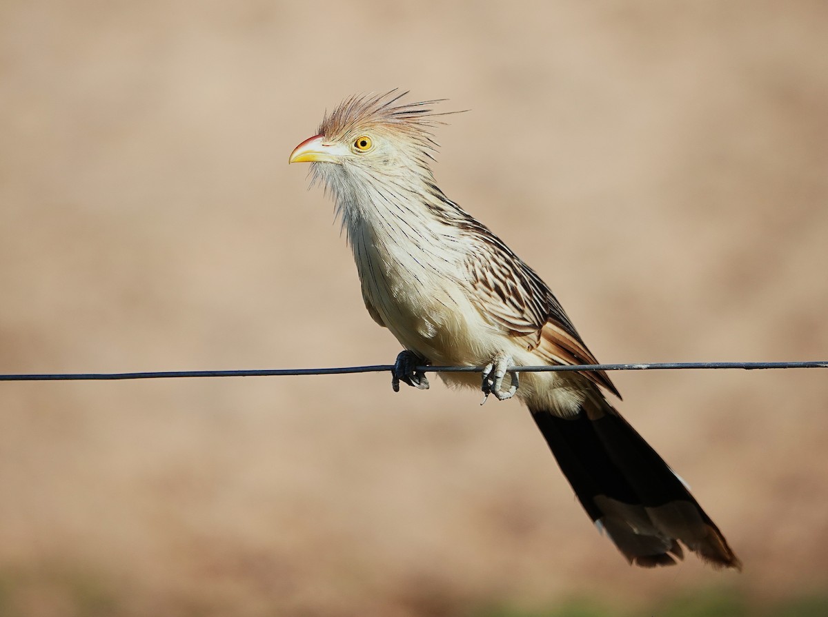 Guira Cuckoo - ML638310006