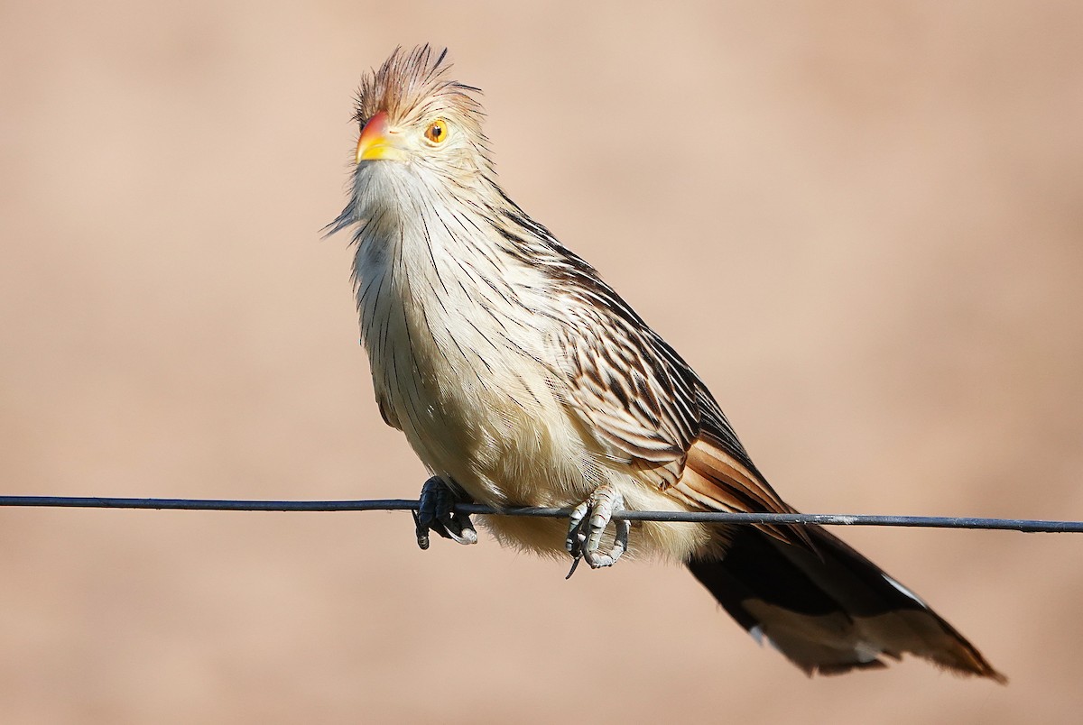 Guira Cuckoo - ML638310007