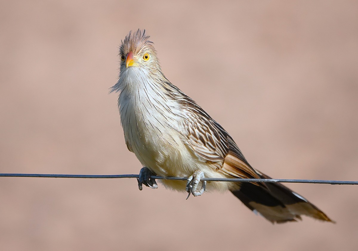Guira Cuckoo - ML638310009