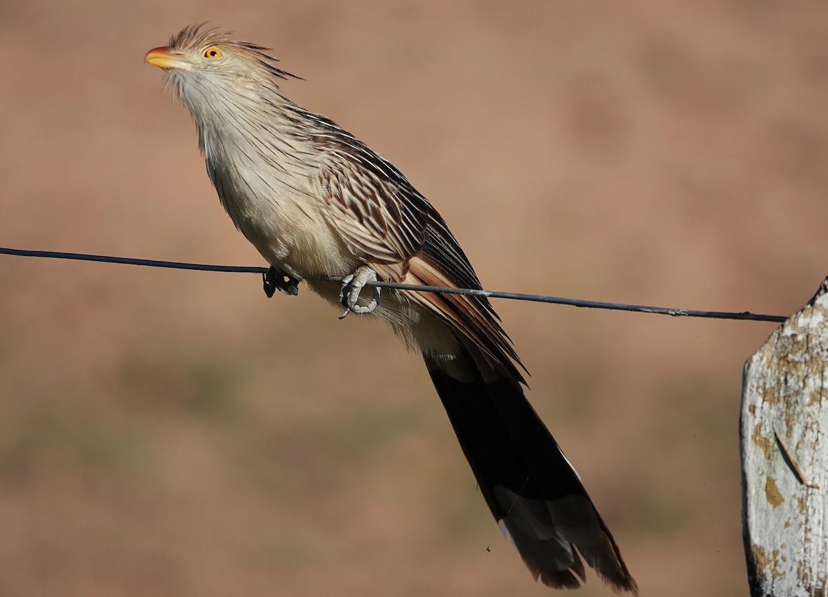 Guira Cuckoo - ML638310010