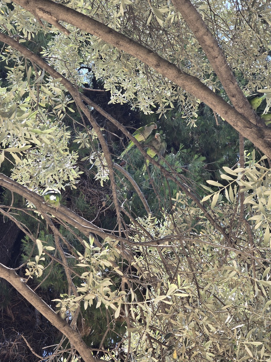 תוכי נזירי - ML638310013