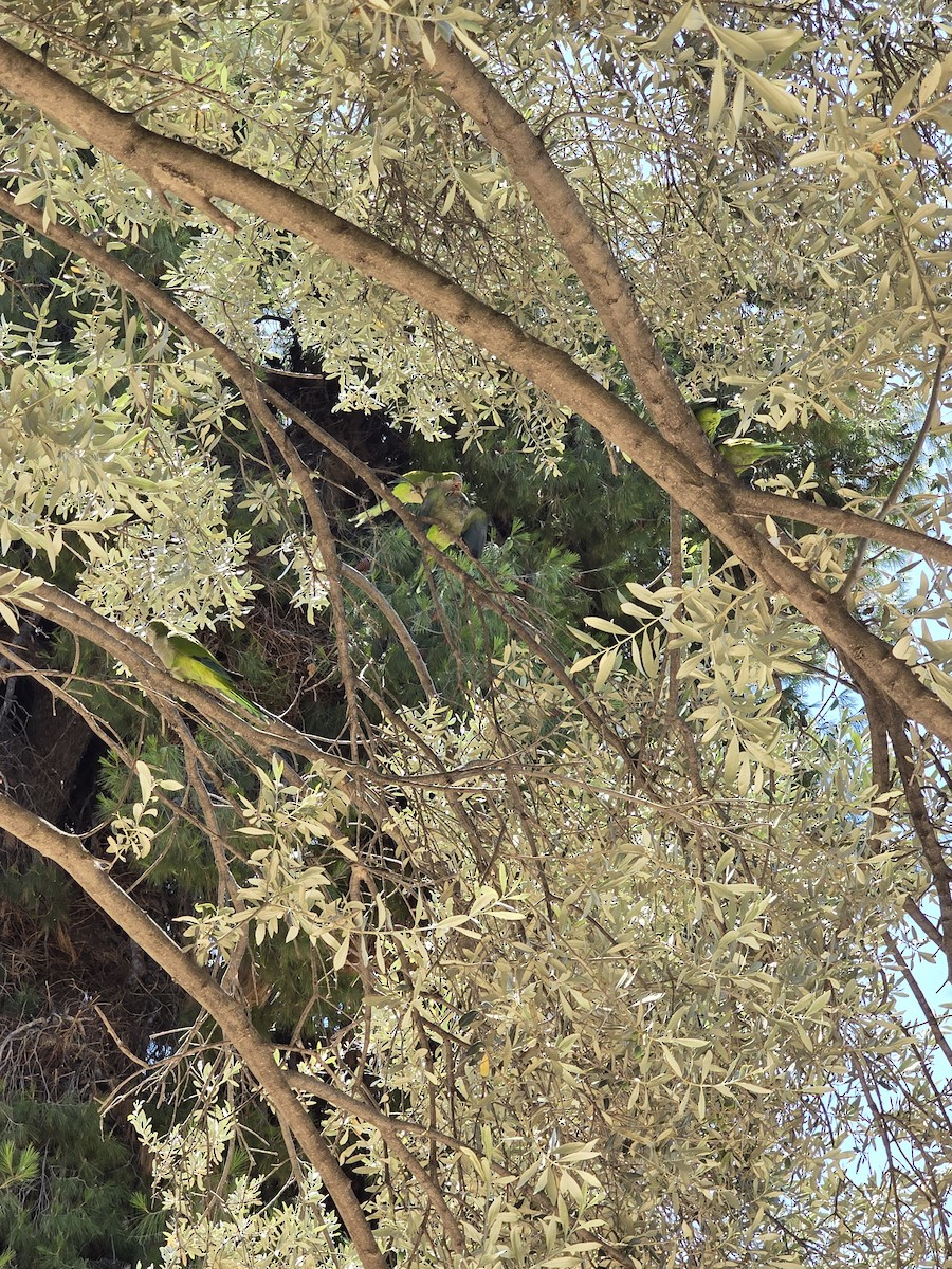 תוכי נזירי - ML638310014