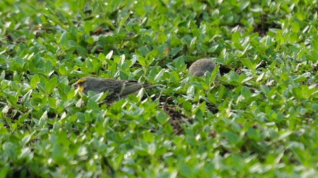 Yellow-fronted Canary - ML638310016
