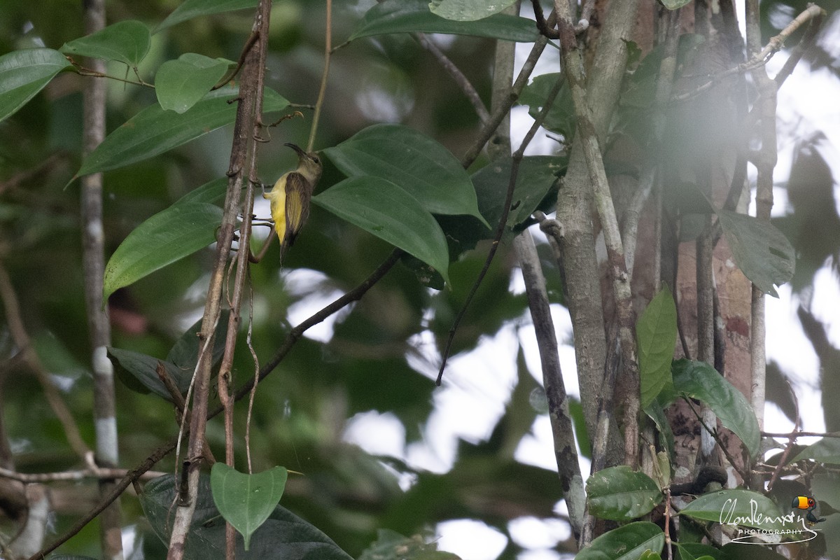 Thick-billed Spiderhunter - ML638310017