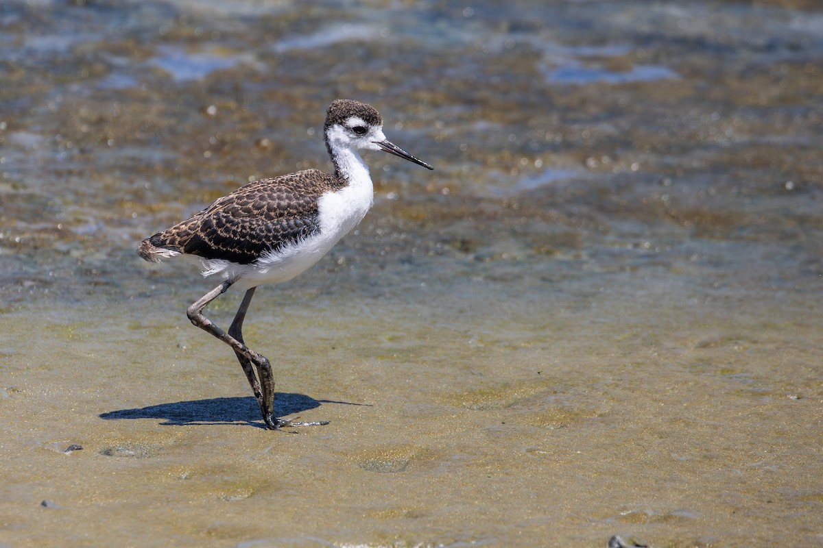 Black-necked Stilt (Black-necked) - ML638310018