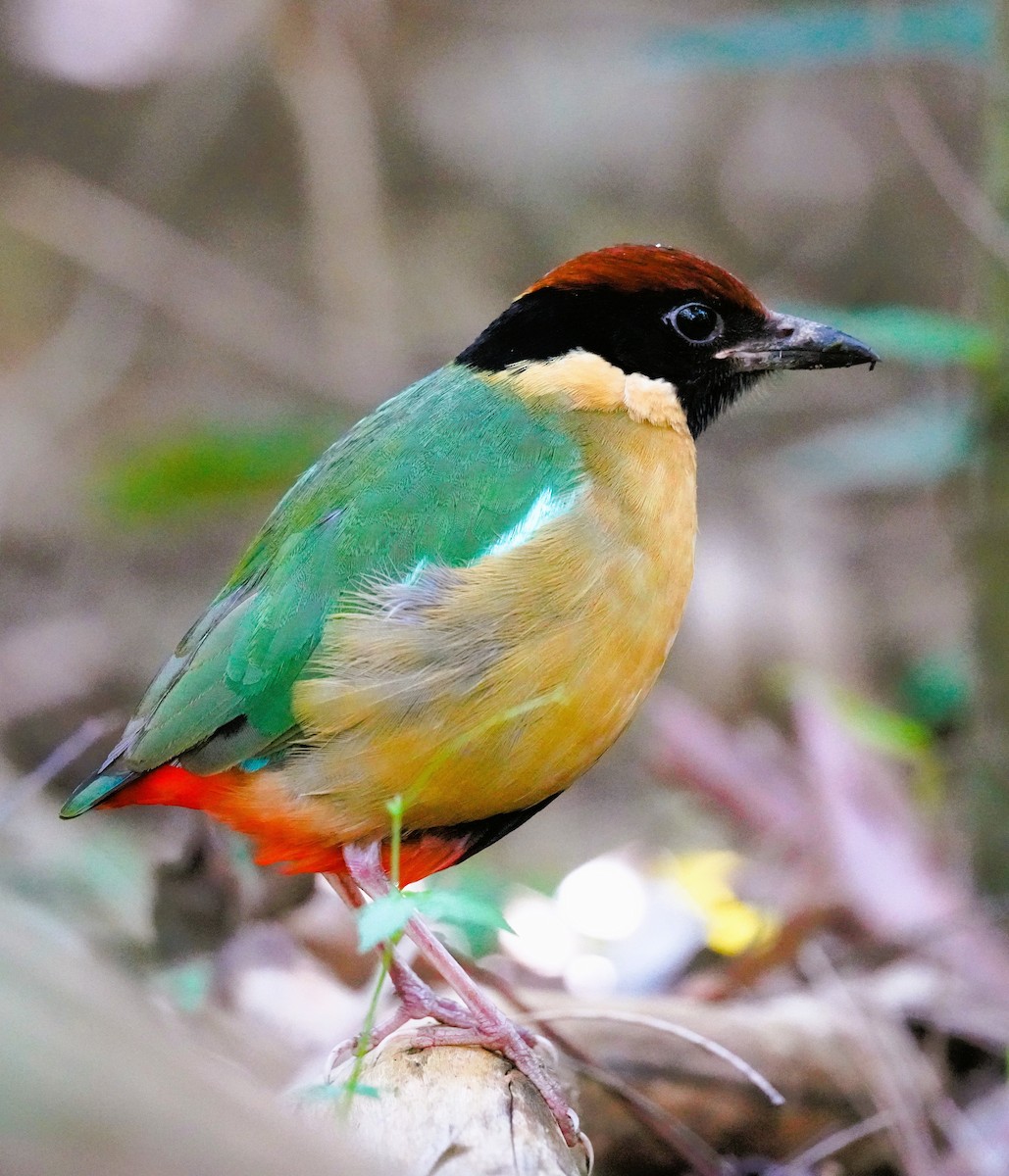 Noisy Pitta - ML638310020