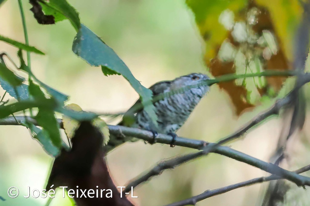 Little Bronze-Cuckoo - ML638310021