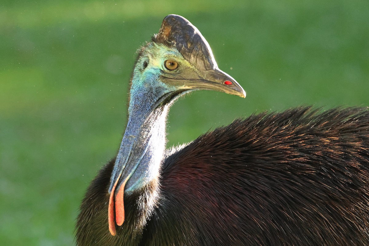 Southern Cassowary - ML638310045
