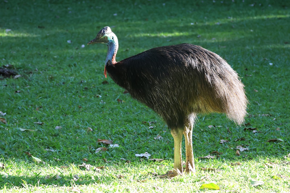 Southern Cassowary - ML638310046