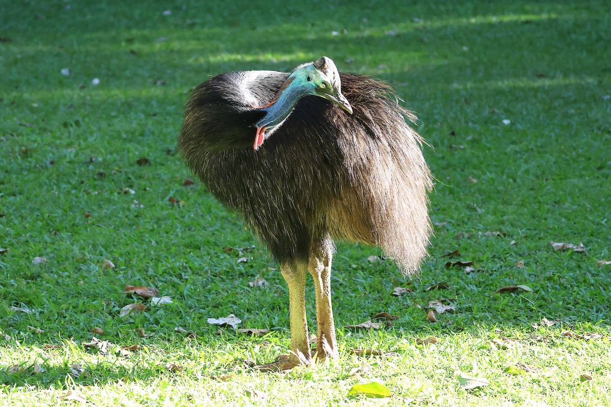 Southern Cassowary - ML638310047