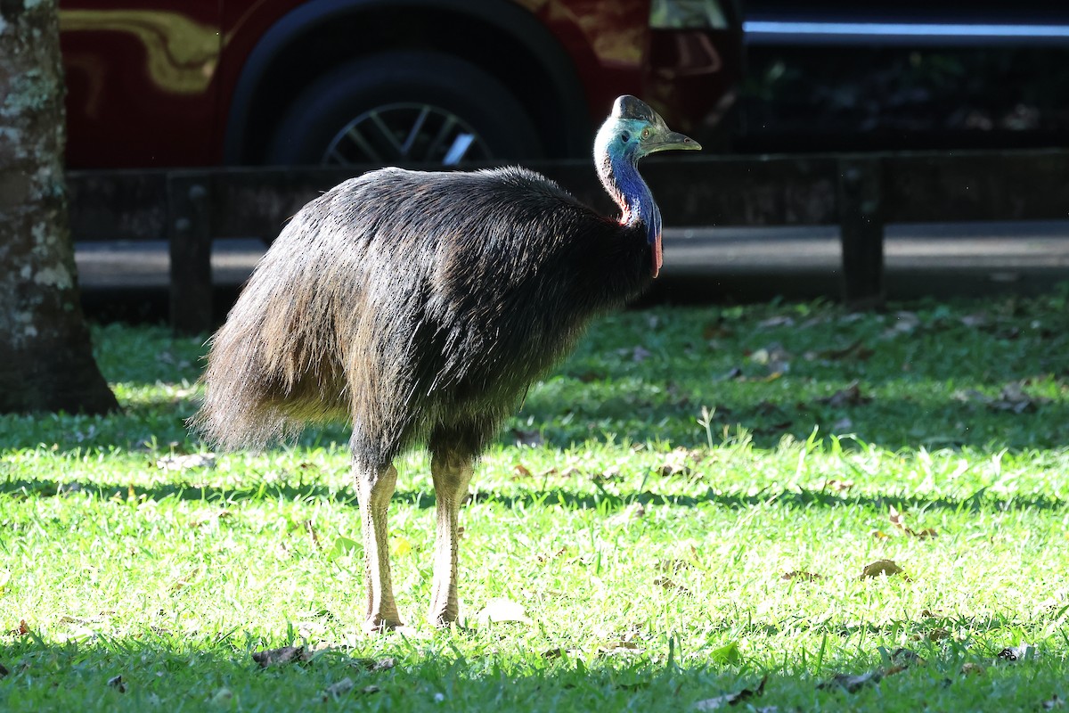 Southern Cassowary - ML638310048