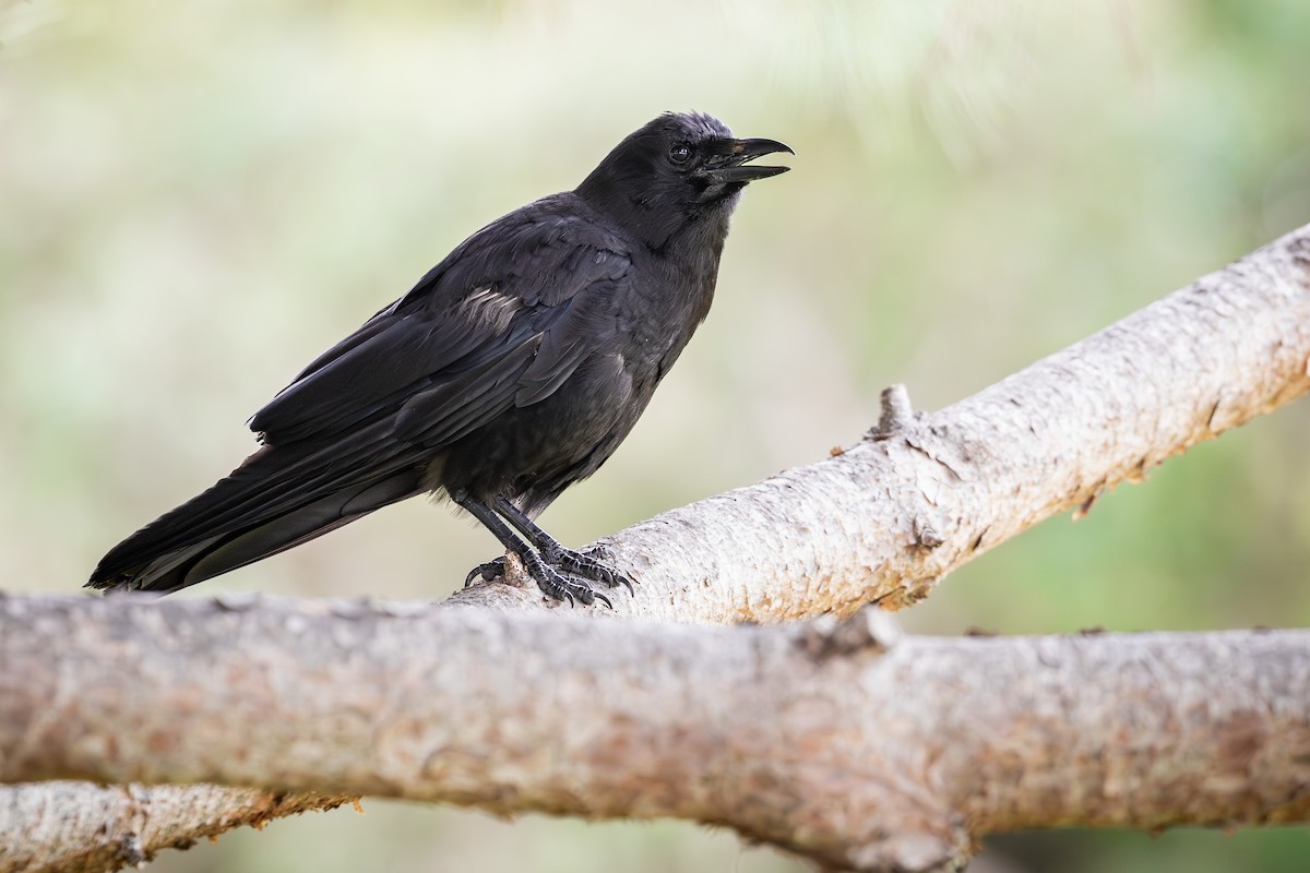 American Crow - ML638310049