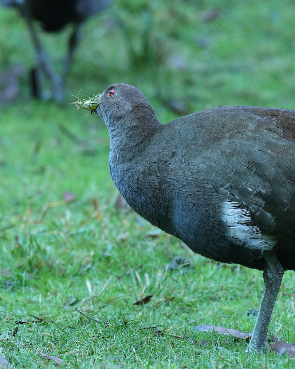 Tasmanian Nativehen - ML638310050