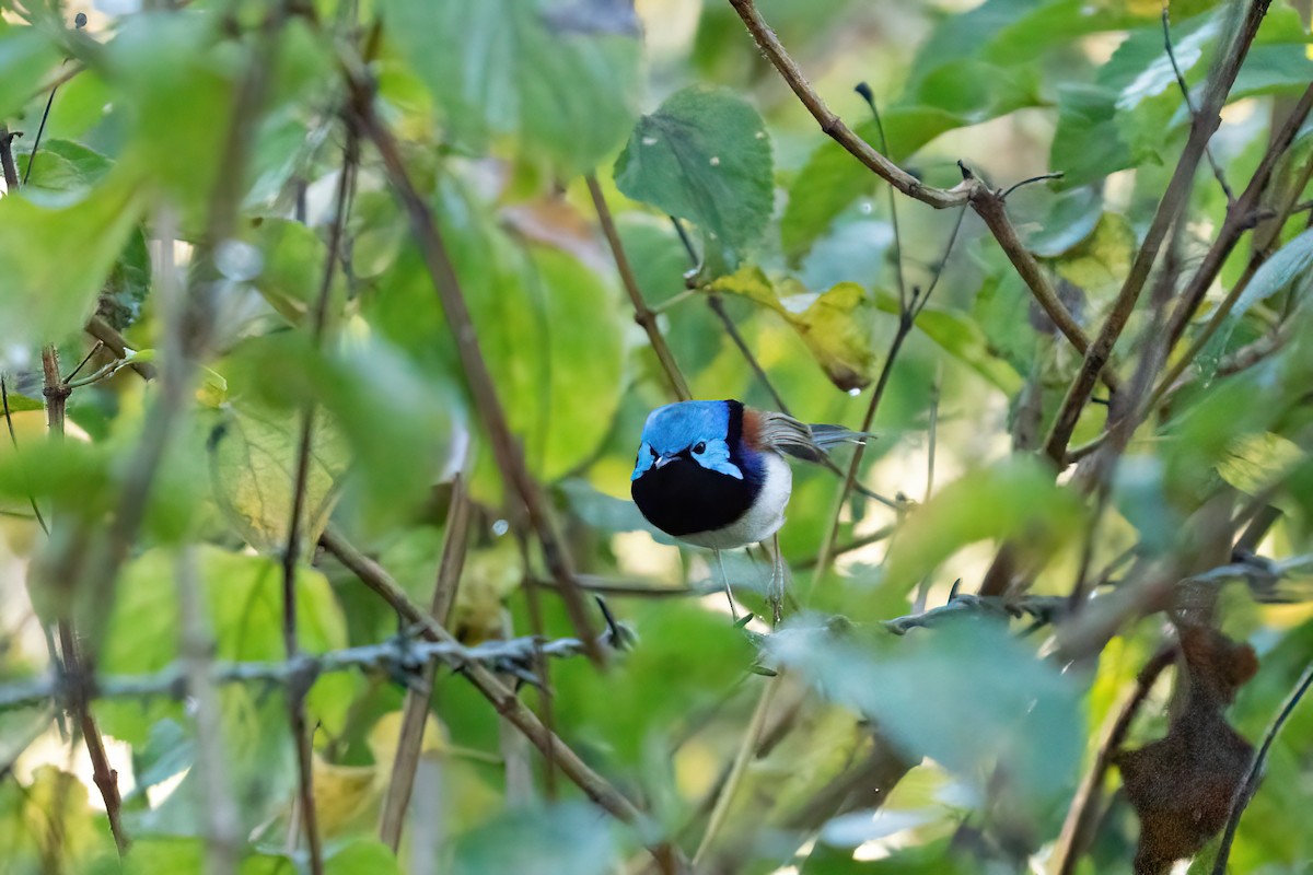 Variegated Fairywren - ML638310069