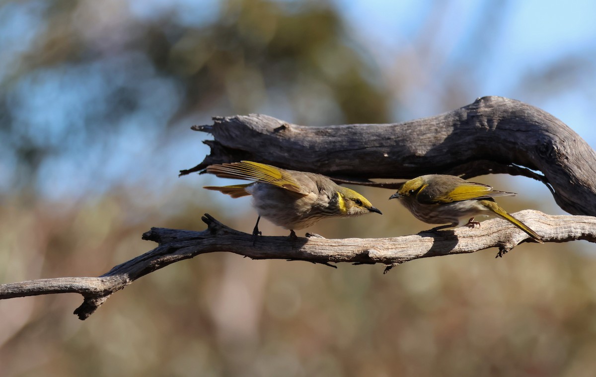 Yellow-plumed Honeyeater - ML638310070