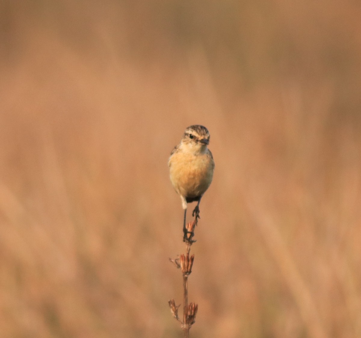 Siberian Stonechat - ML638310073