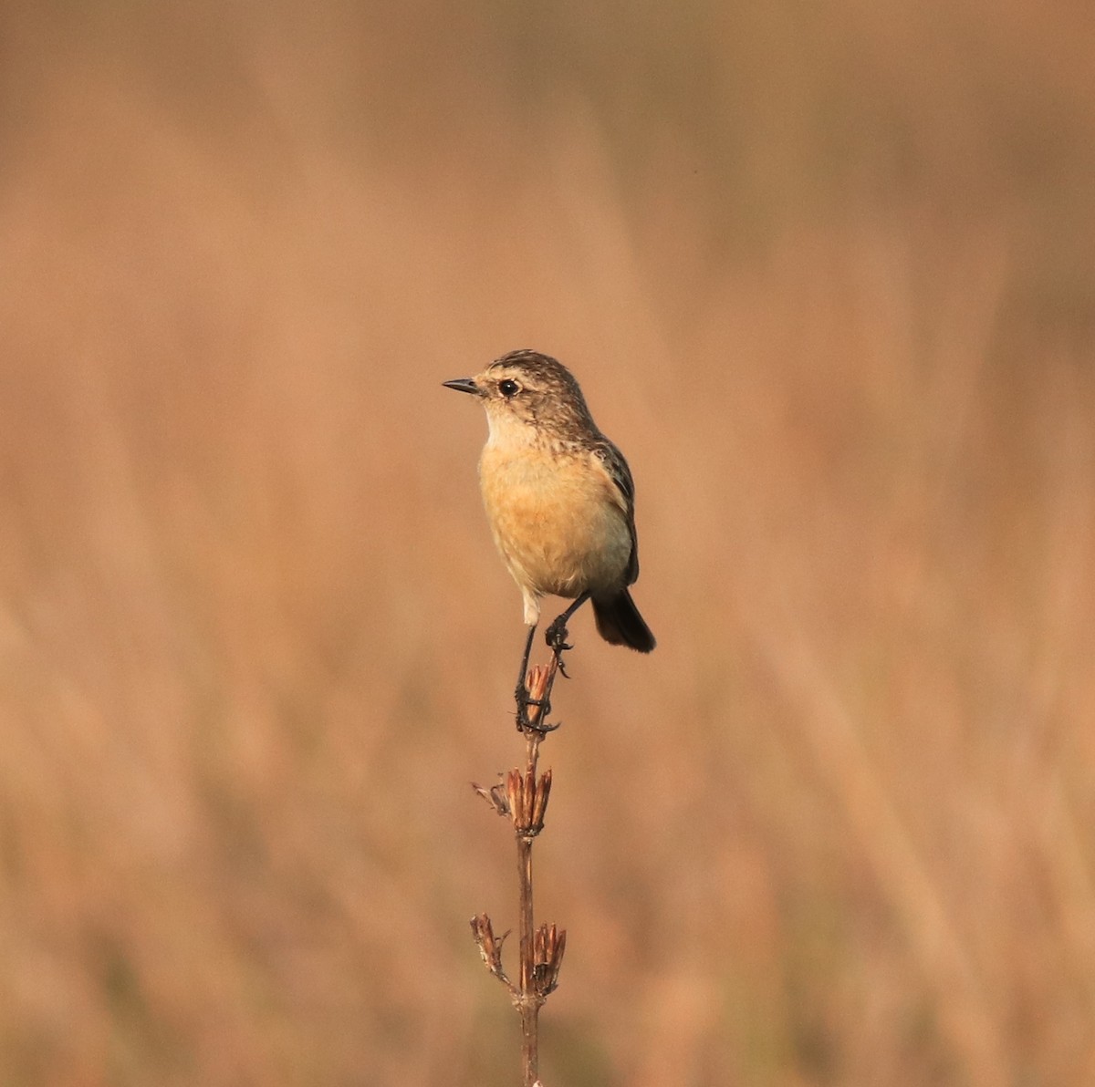 Siberian Stonechat - ML638310074