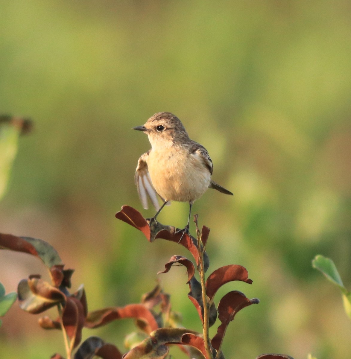 Siberian Stonechat - ML638310075