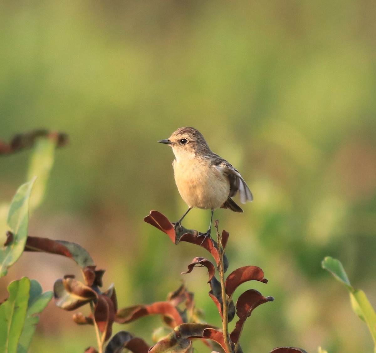 Siberian Stonechat - ML638310076