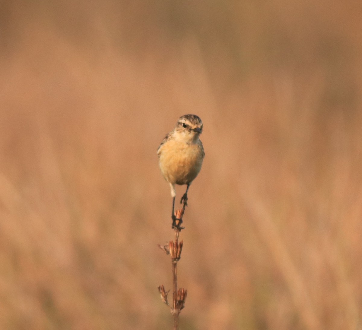Siberian Stonechat - ML638310077