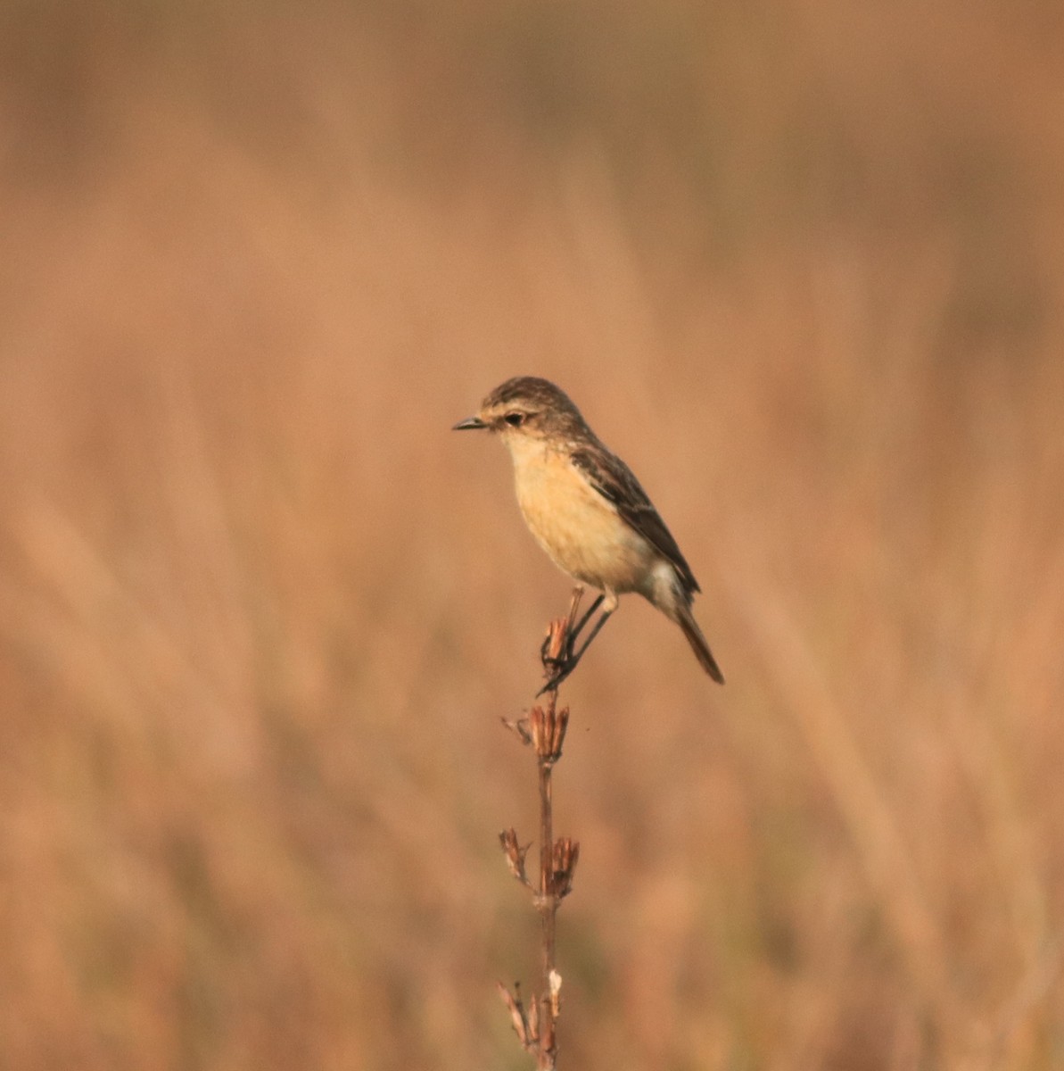 Siberian Stonechat - ML638310079