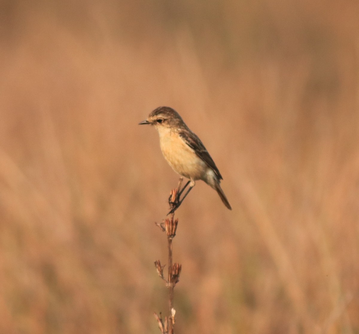 Siberian Stonechat - ML638310080