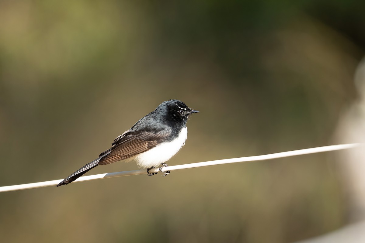 Willie-wagtail - ML638310081
