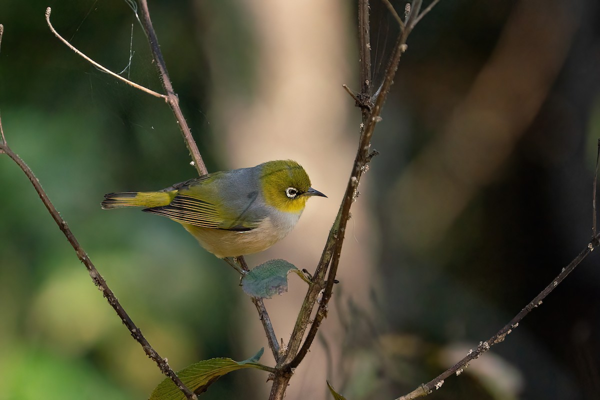 Silvereye - ML638310086