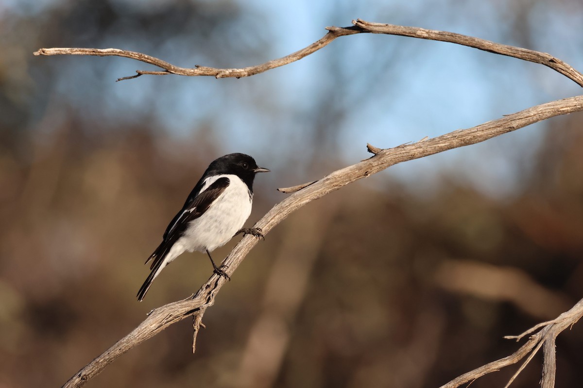 Hooded Robin - ML638310087