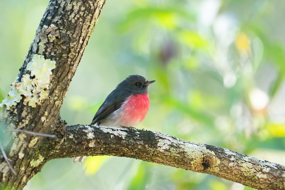 Rose Robin - ML638310091