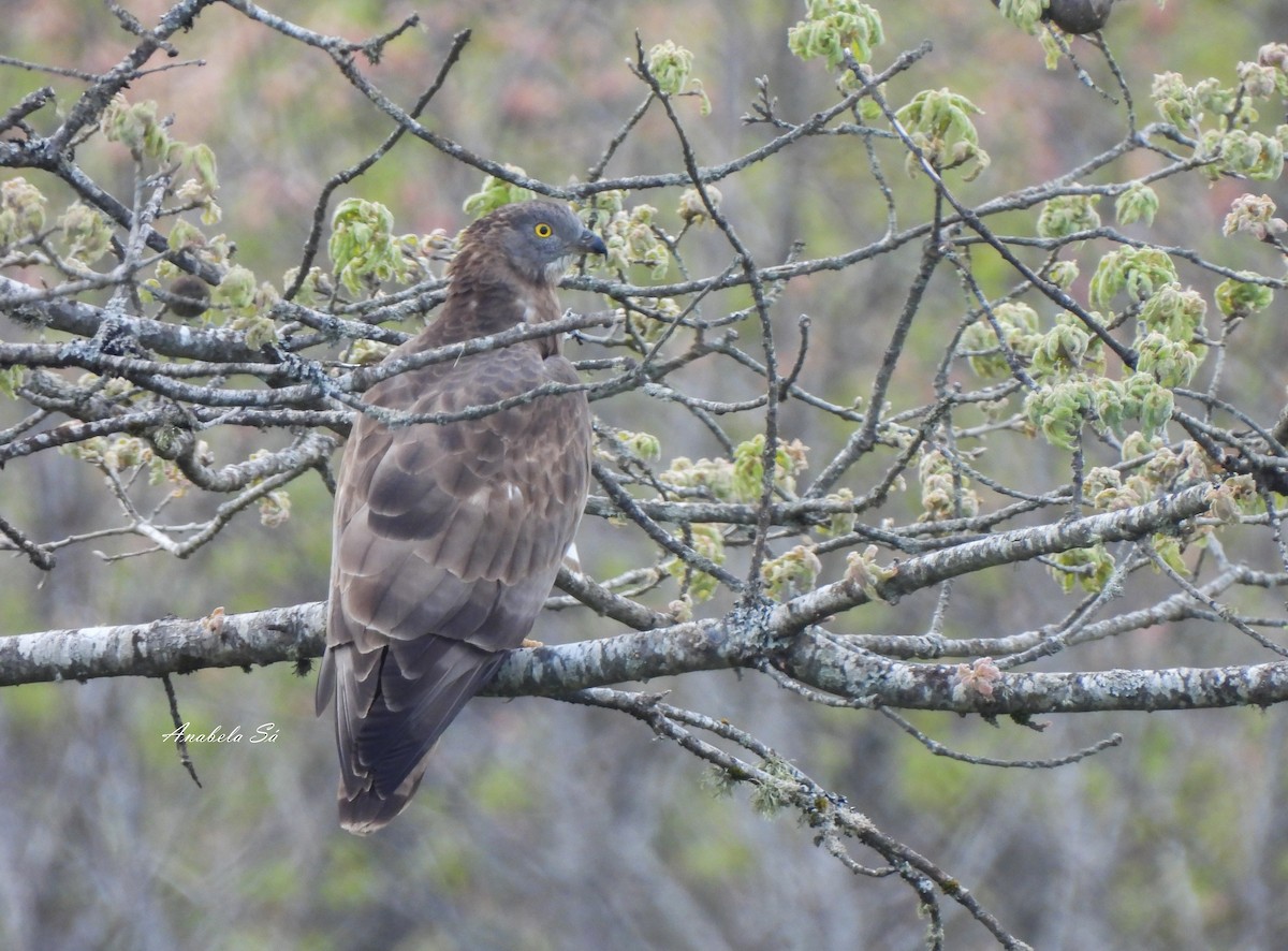 Wespenbussard - ML638310110