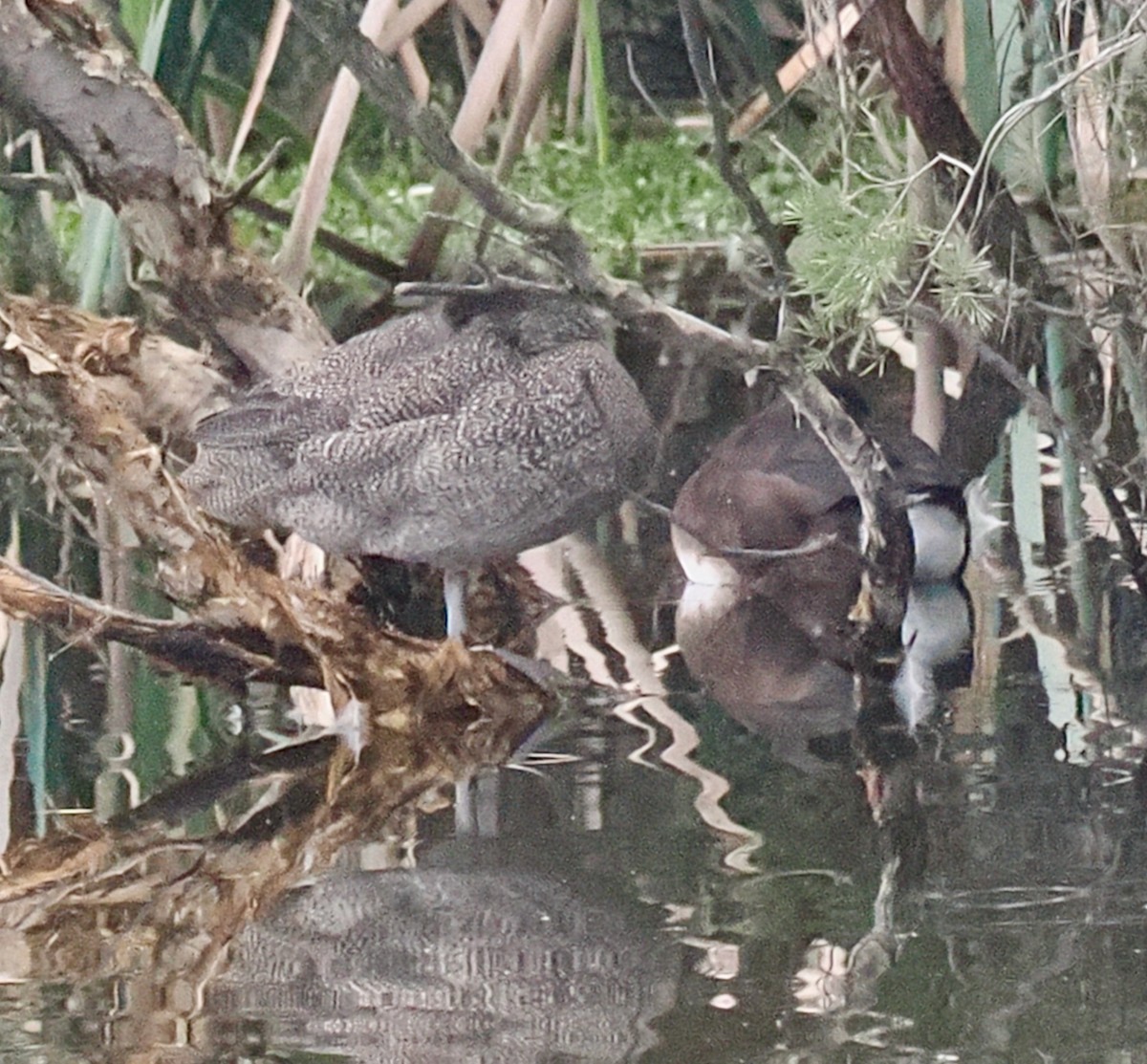 Freckled Duck - ML638310112