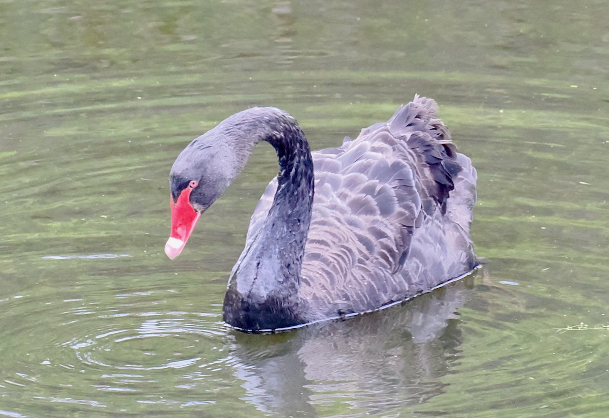 Black Swan - ML638310115