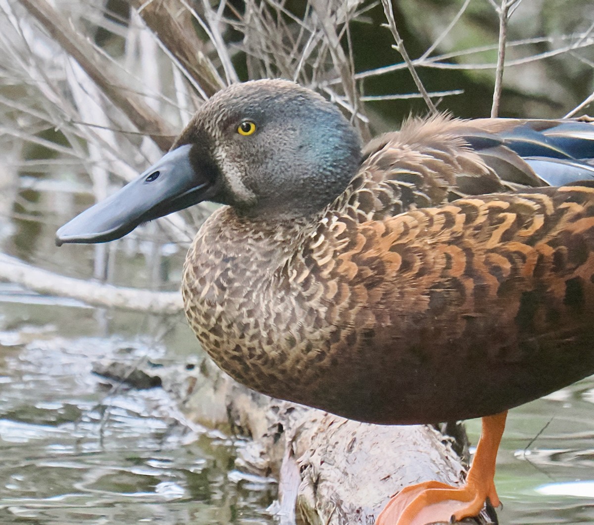 Australasian Shoveler - ML638310116
