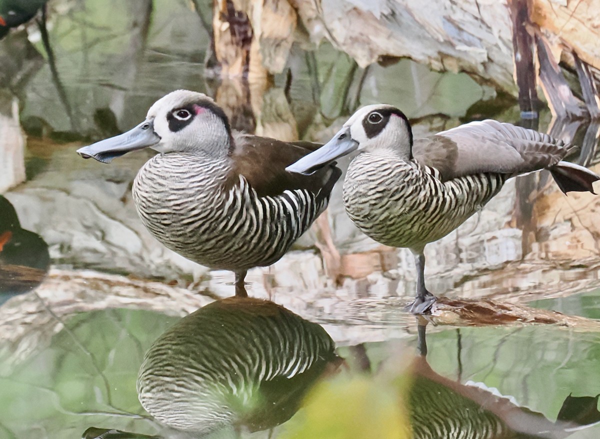 Pink-eared Duck - ML638310124