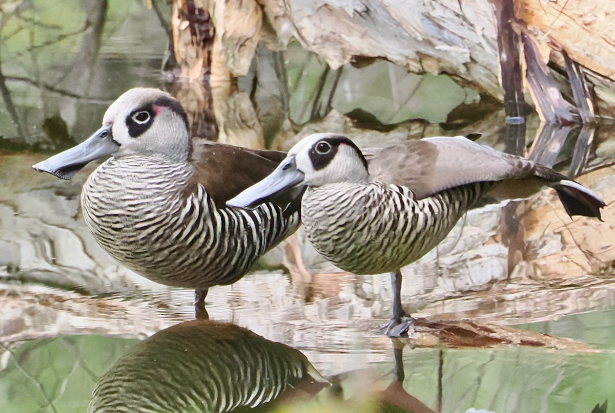 Pink-eared Duck - ML638310128