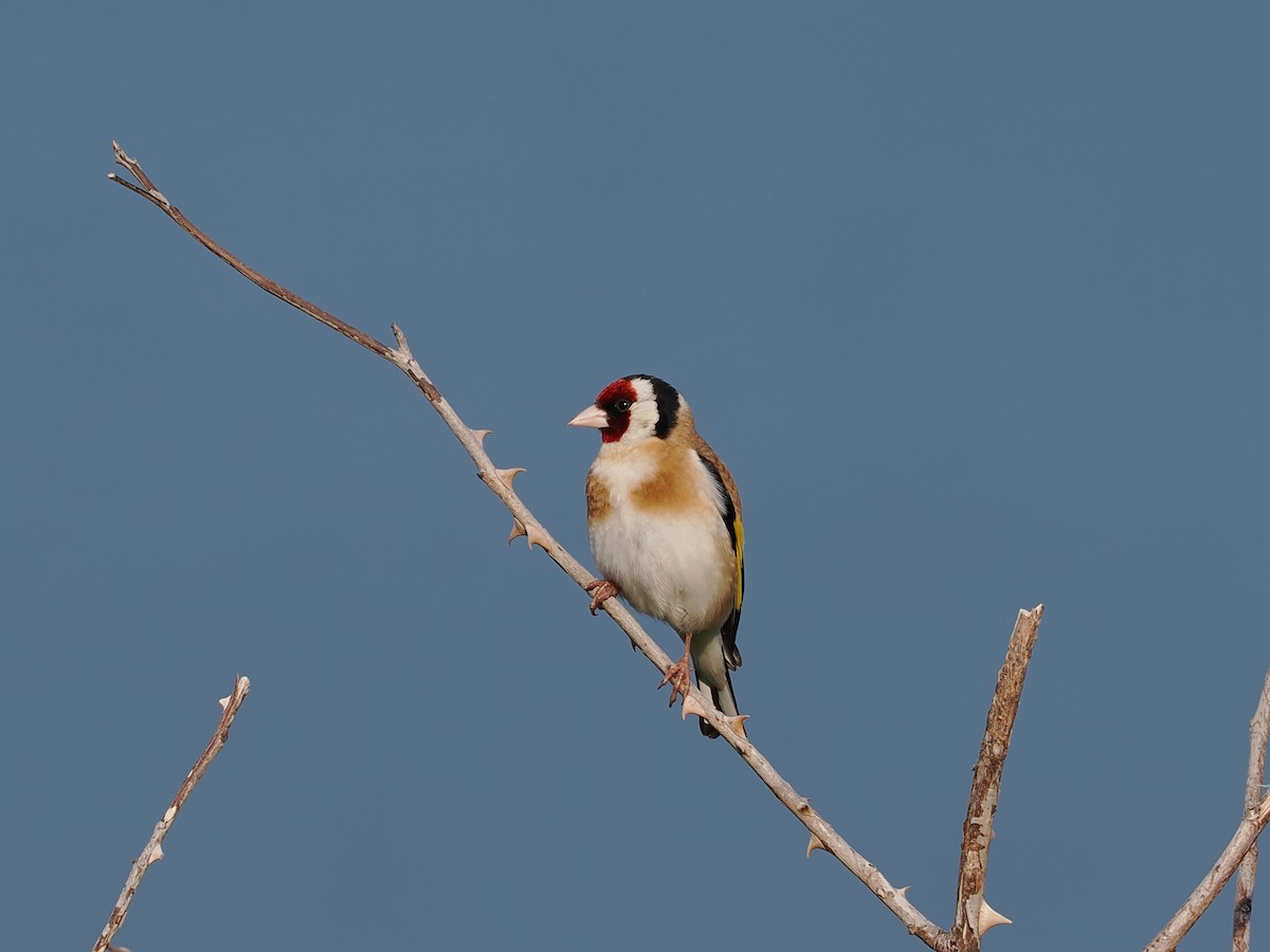Chardonneret élégant - ML638310133