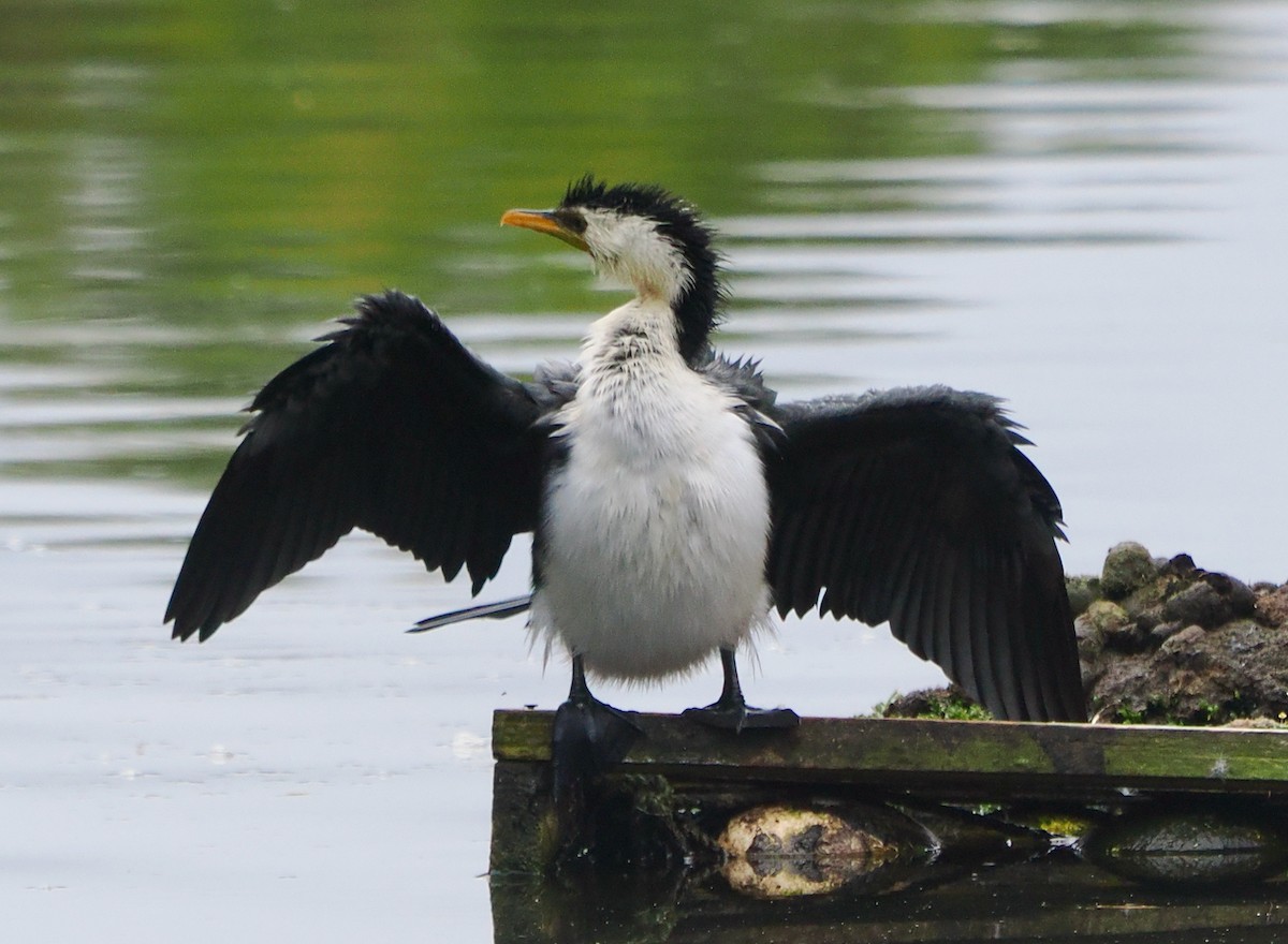 Cormoran pie - ML638310138