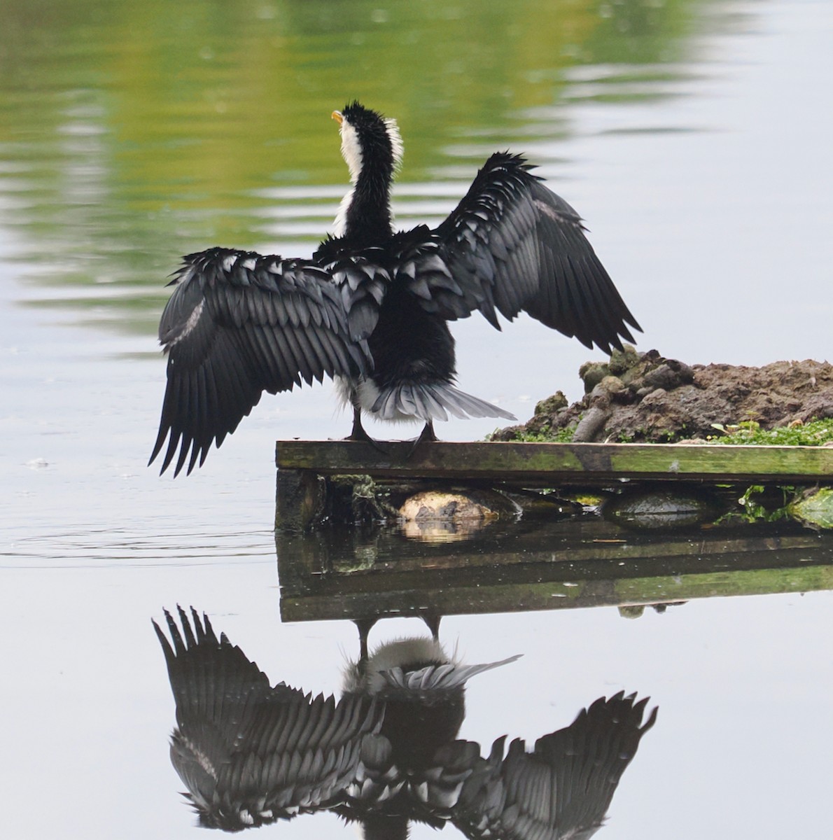 Cormoran pie - ML638310139