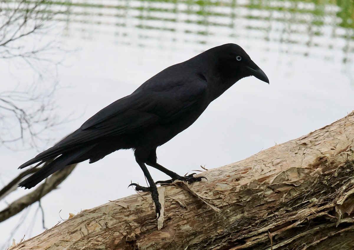 Corbeau d'Australie - ML638310141
