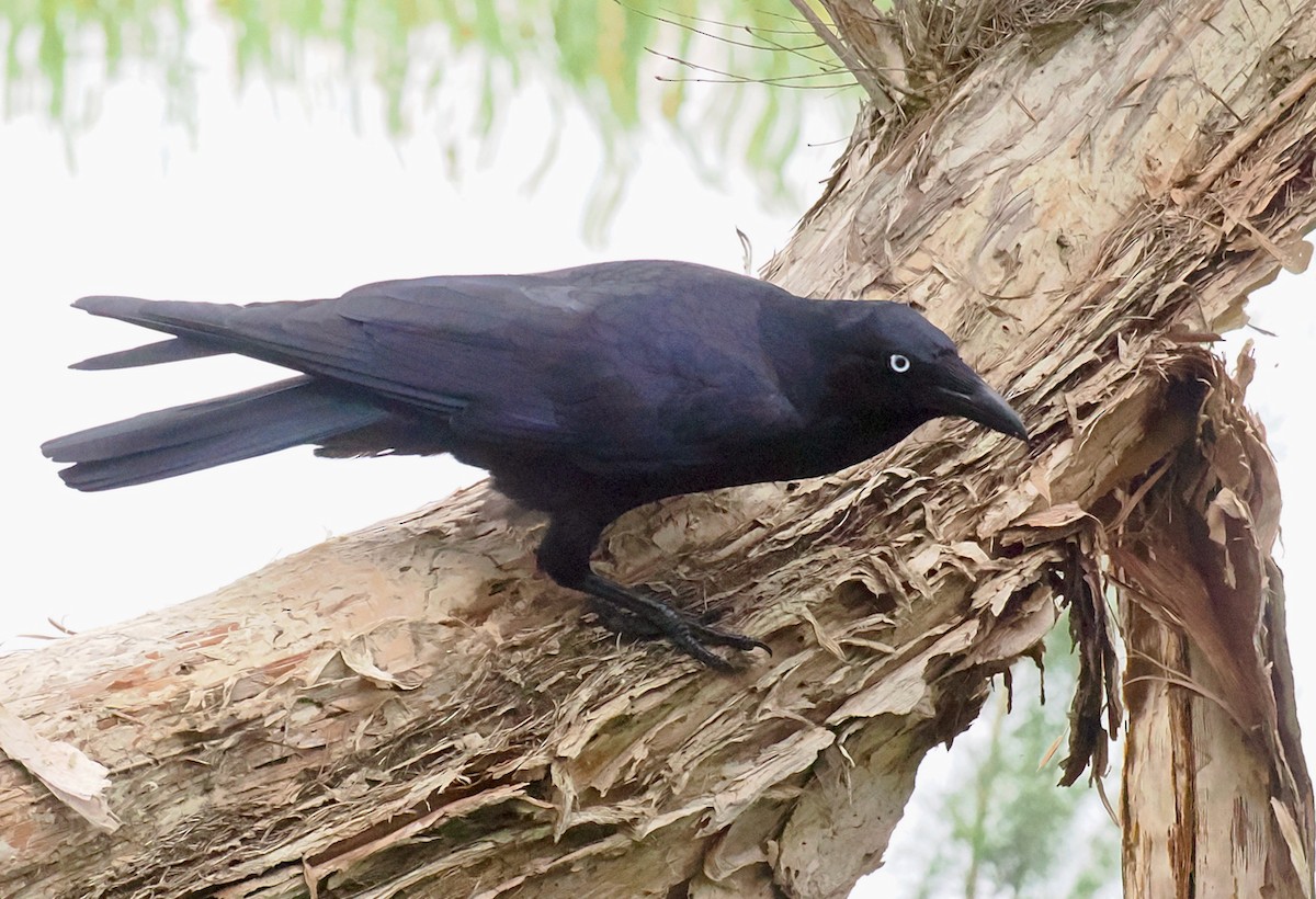 Corbeau d'Australie - ML638310142