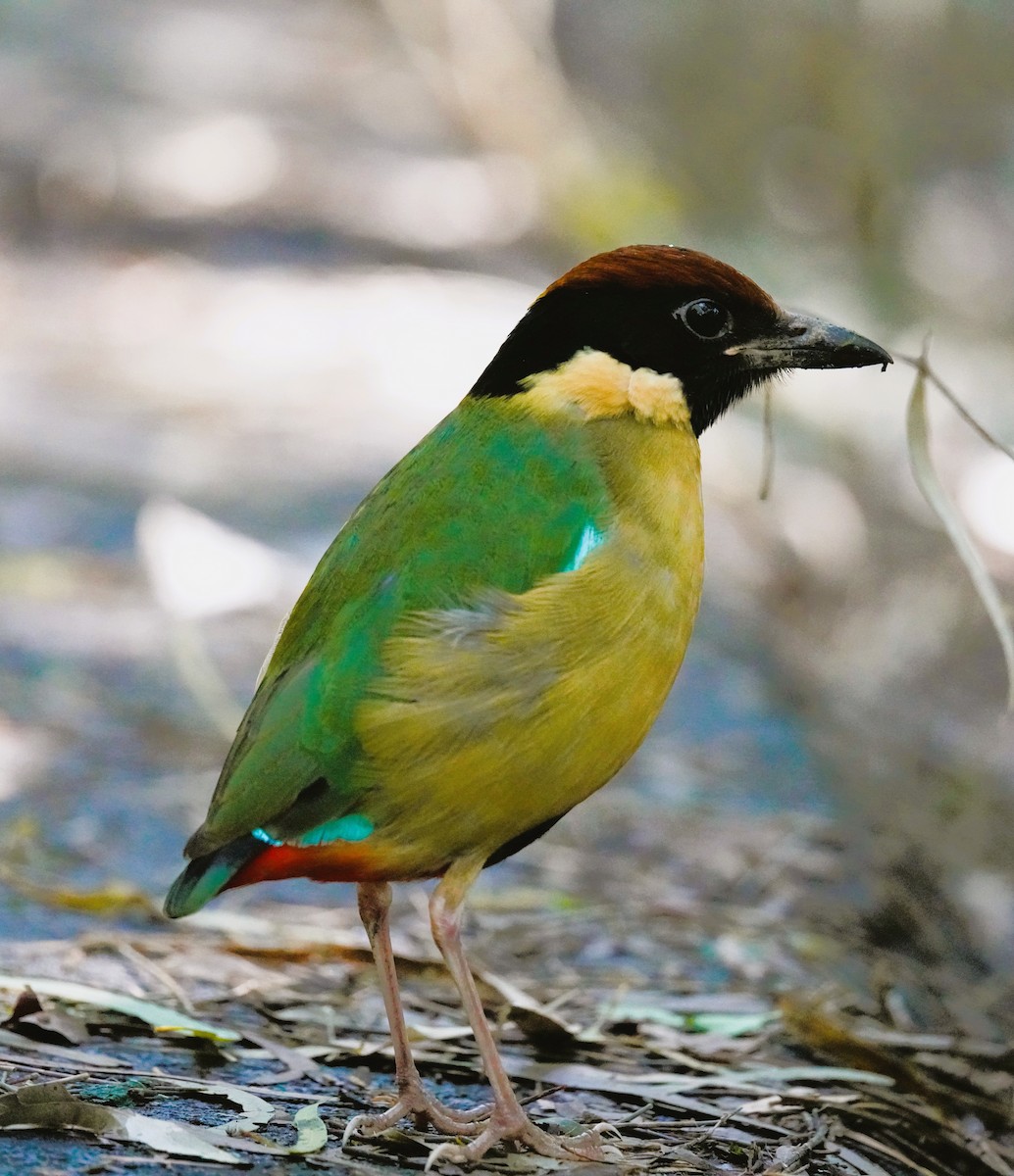 Noisy Pitta - ML638310169