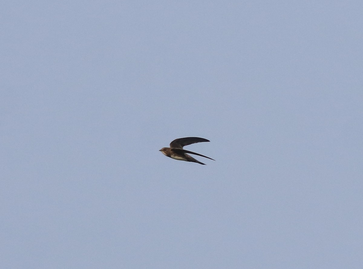 Alpine Swift - ML638310172