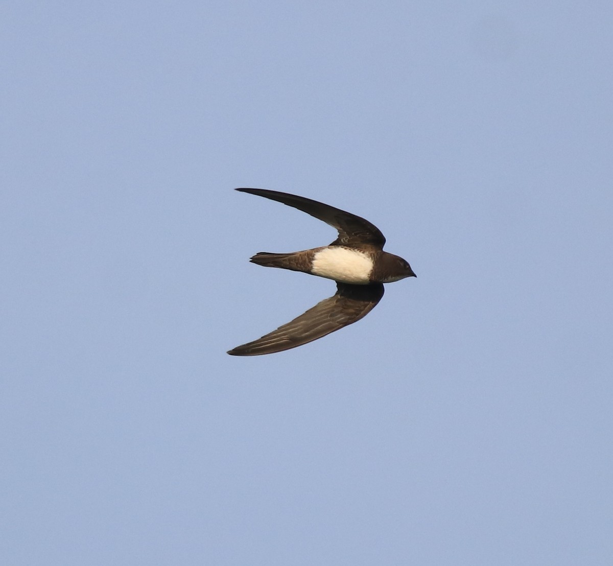 Alpine Swift - ML638310175