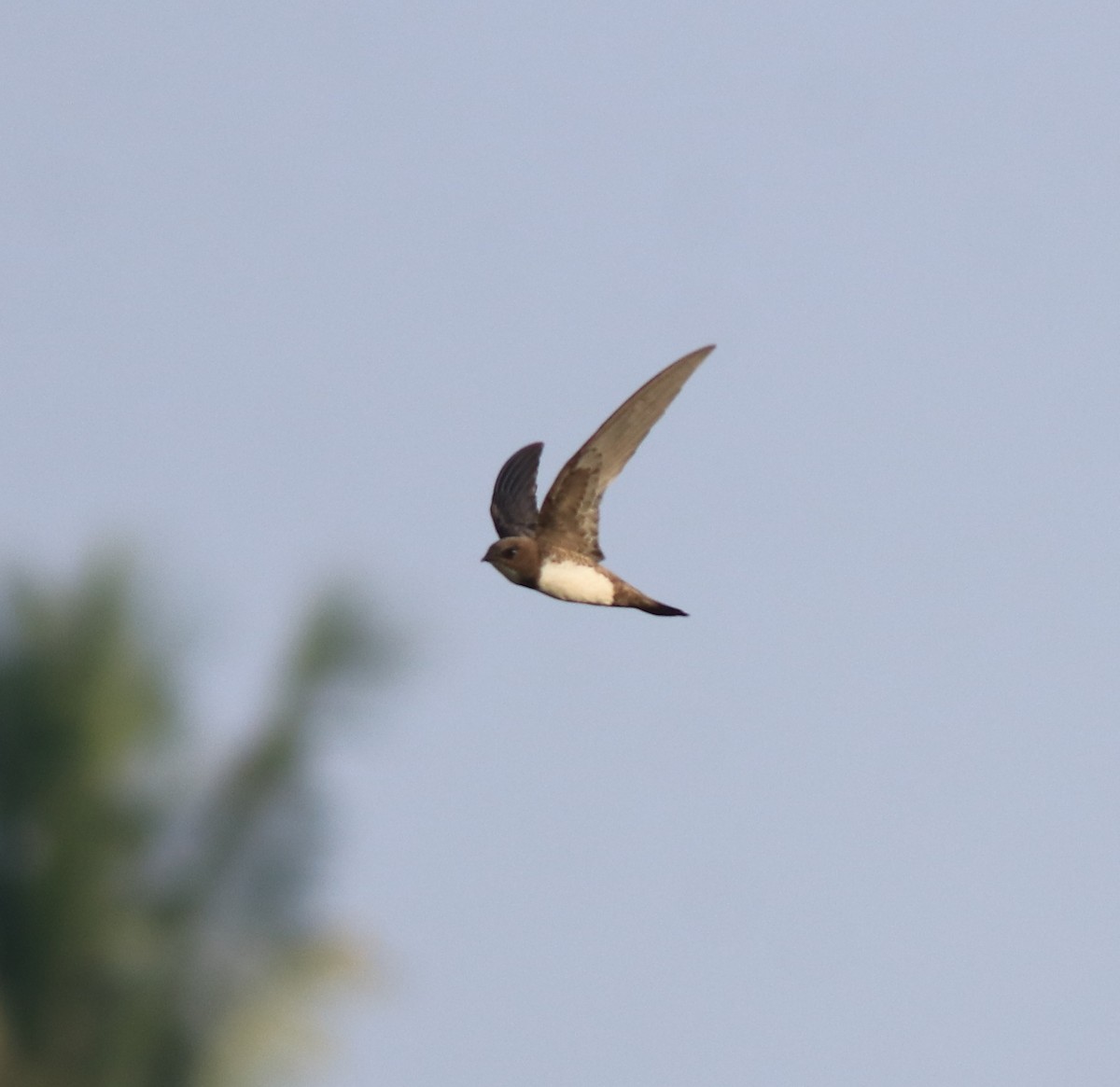 Alpine Swift - ML638310177