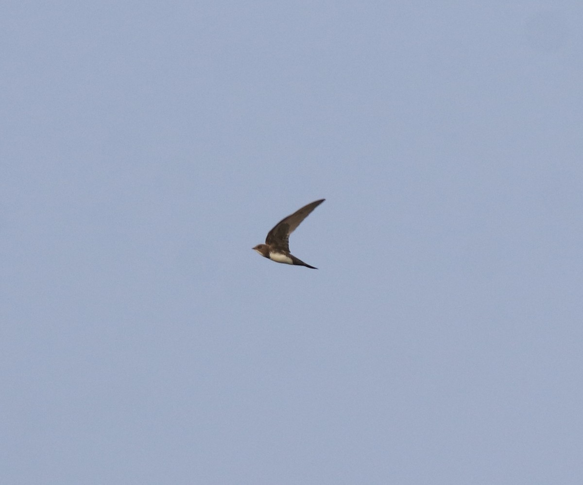 Alpine Swift - ML638310179