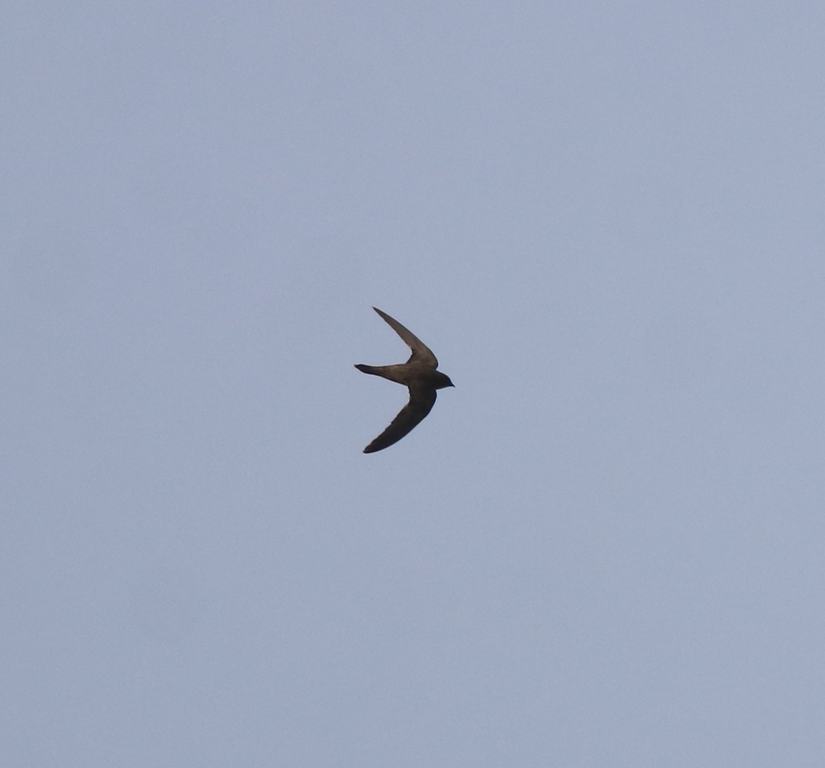 Alpine Swift - ML638310180
